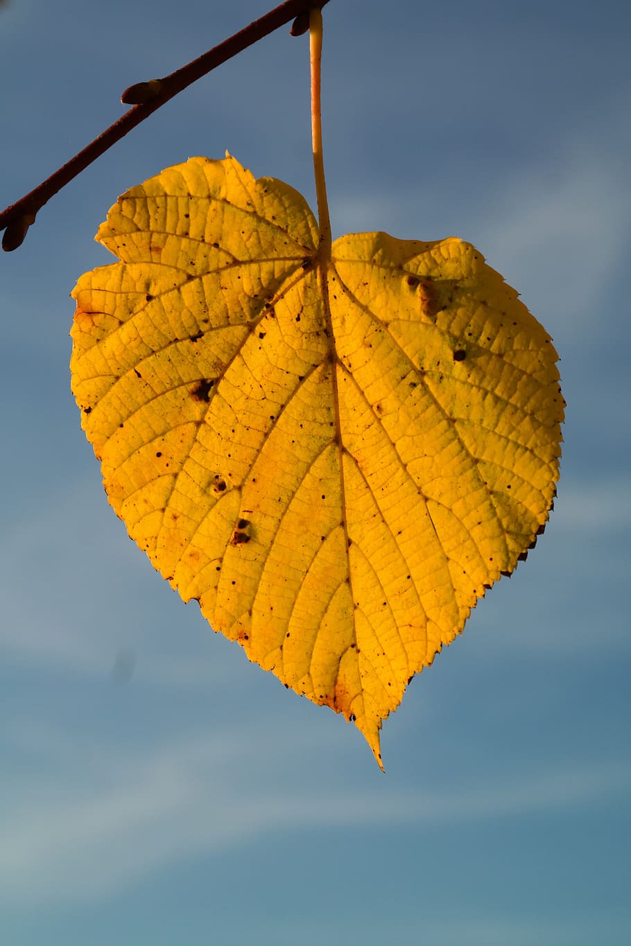 lime leaf, autumn, yellow, leaf coloring, leaf veins, shine through HD wallpaper