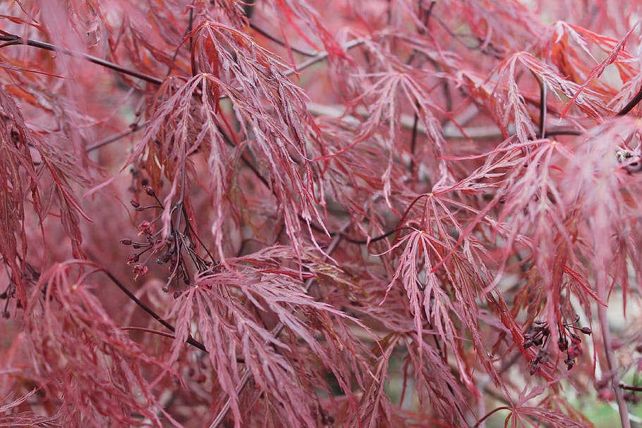 leaf, fall, nature, desktop, flora, pattern, garden, beautiful HD wallpaper