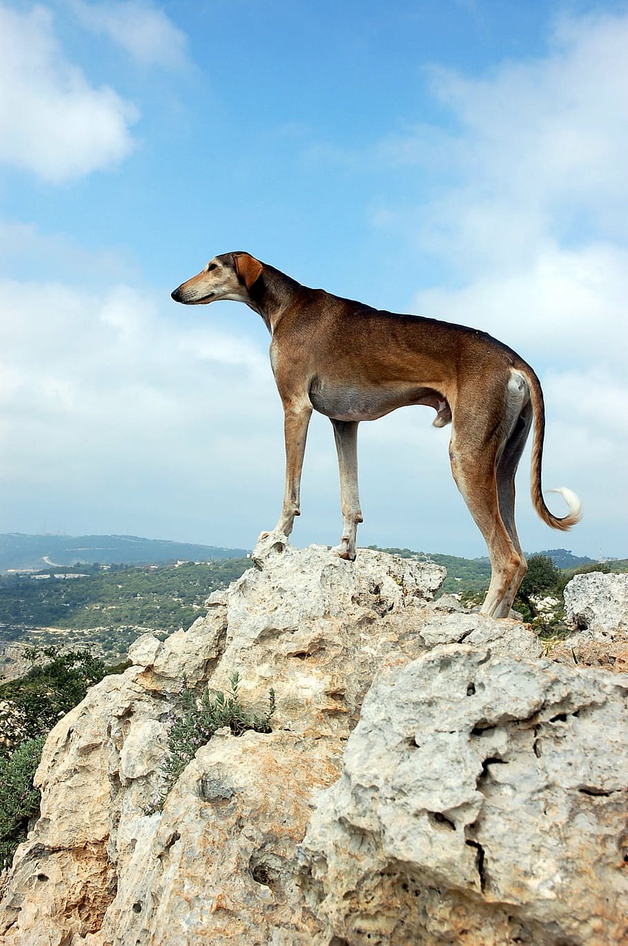 dog, worth, on the mountain, view, mountains, rocks, silence HD wallpaper