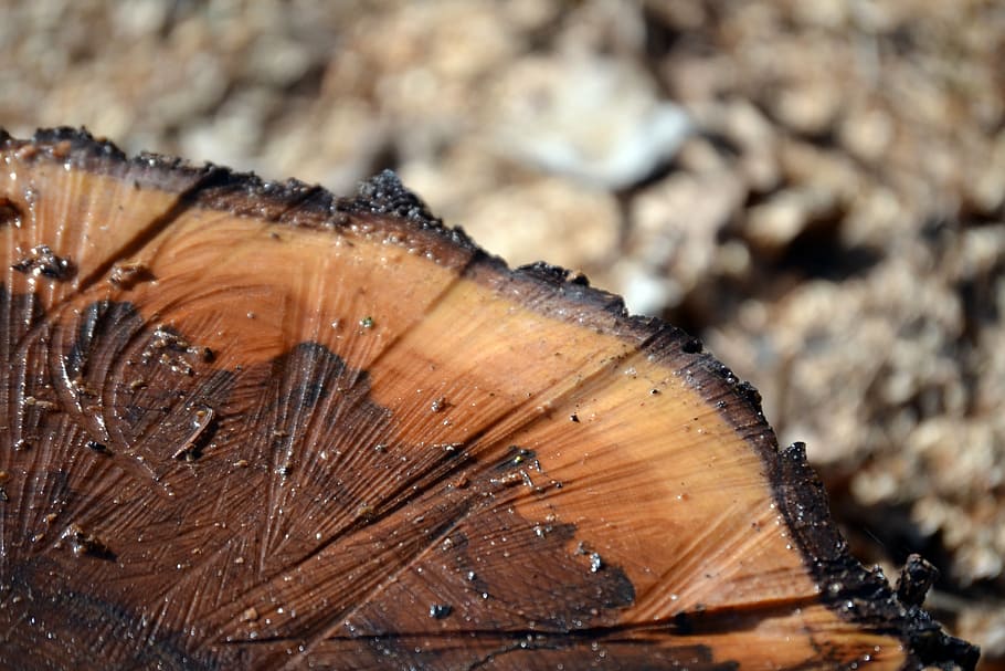 stump, spring, brown, close-up, wood - material, no people HD wallpaper