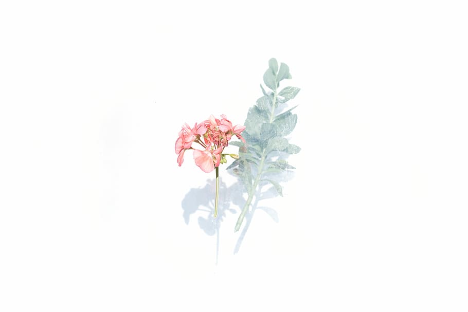 pink and white flowers, red Geranium flower and green leaf, bud HD wallpaper