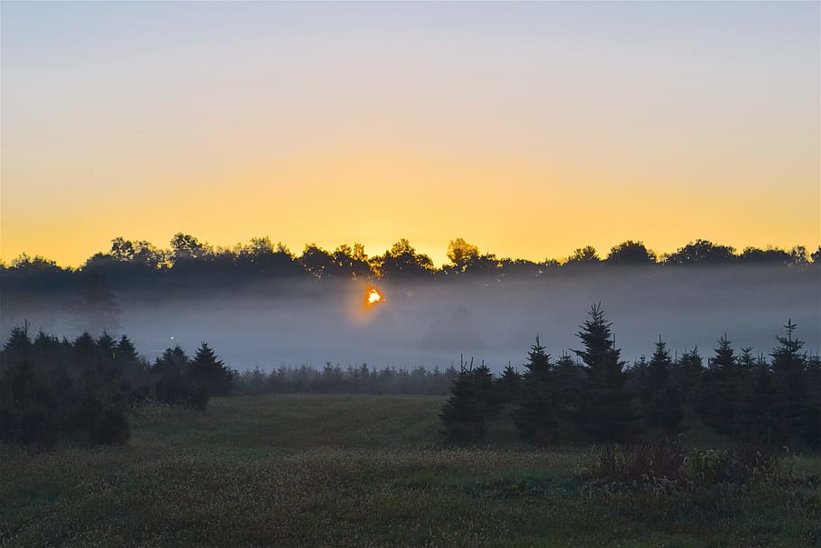 sunrise, mist, field, trees, nature, landscape, fog, morning HD wallpaper