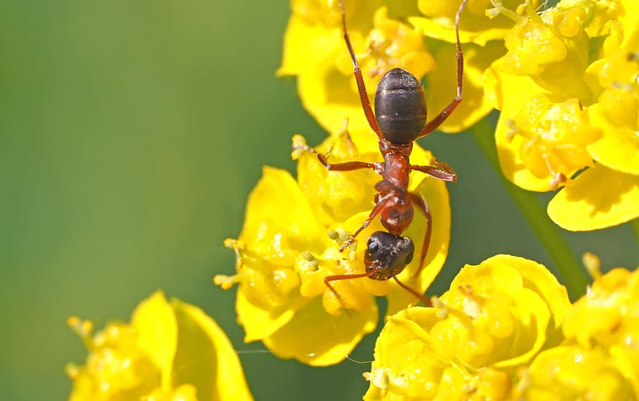 insect, nature, live, animal themes, invertebrate, flower, flowering plant HD wallpaper