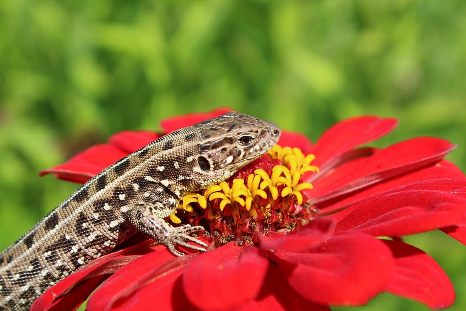 lizard, flower, amphibians, animal themes, flowering plant HD wallpaper