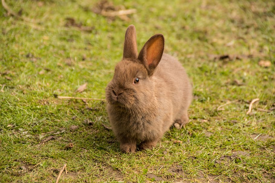 brown rabbit on green grass, hare, baby, cute, sweet, animal, HD wallpaper