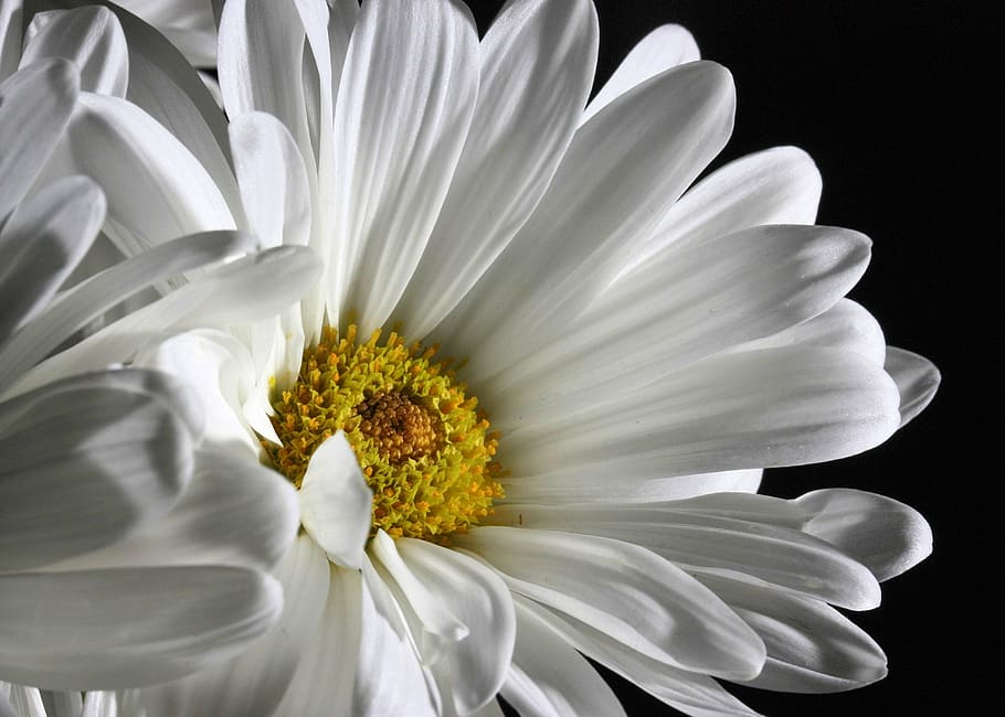 white daisy flowers, bloom, blossom, pristine, pure, petals HD wallpaper