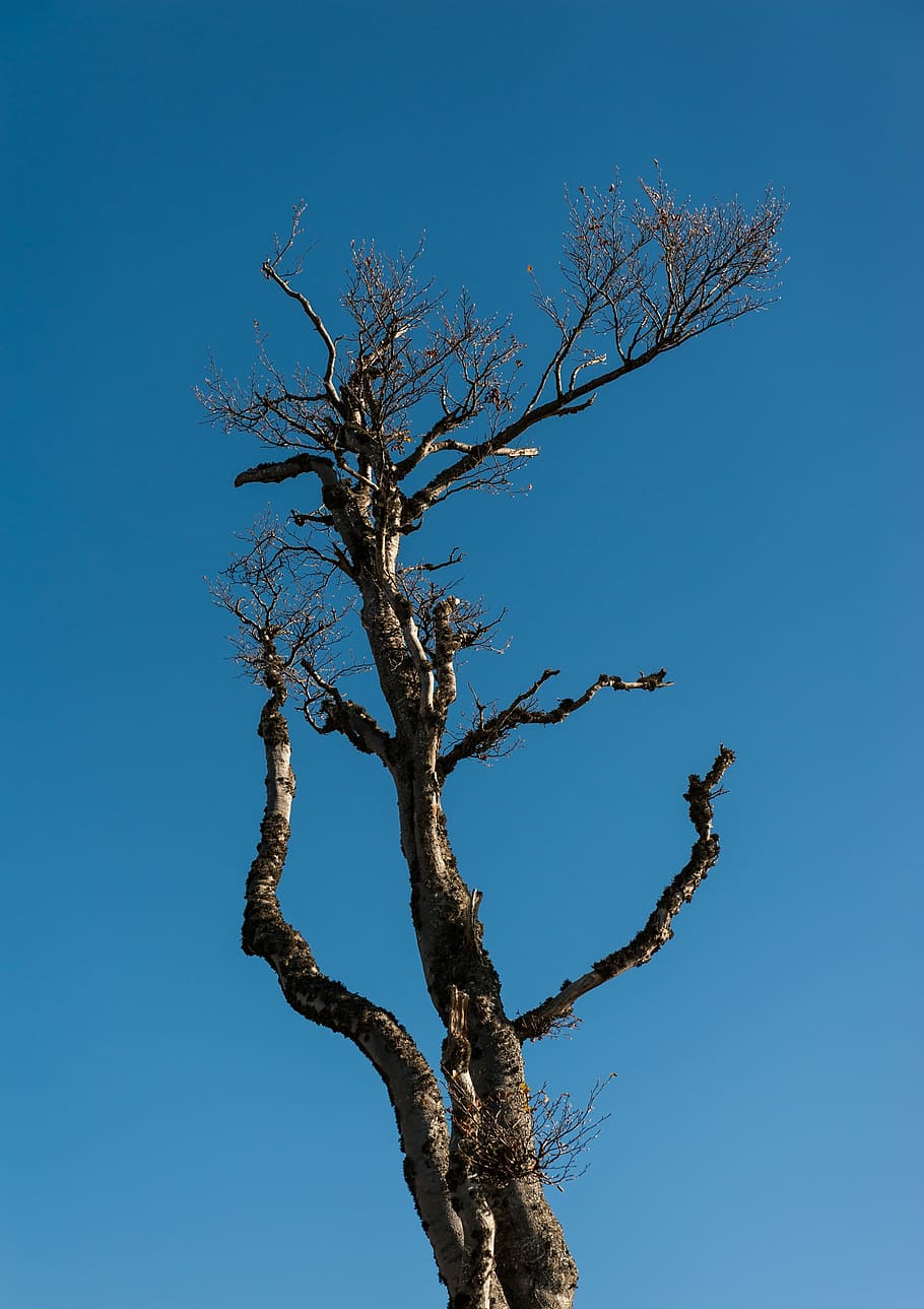 log, blue sky, winter, landscape, nature, cold, kahl, branch HD wallpaper