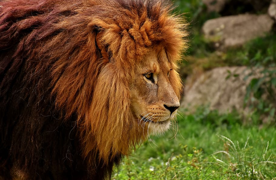 Lion photography, predator, dangerous, mane, cat, male, zoo HD wallpaper