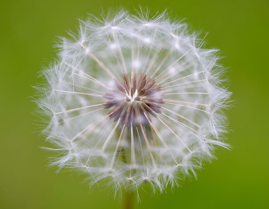 dandelion, blossom, bloom, macro, close, flower, flowering plant HD wallpaper