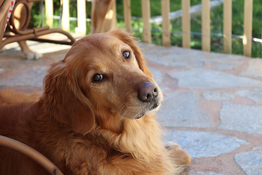 shallow focus photography of brown medium coated dog during daytime