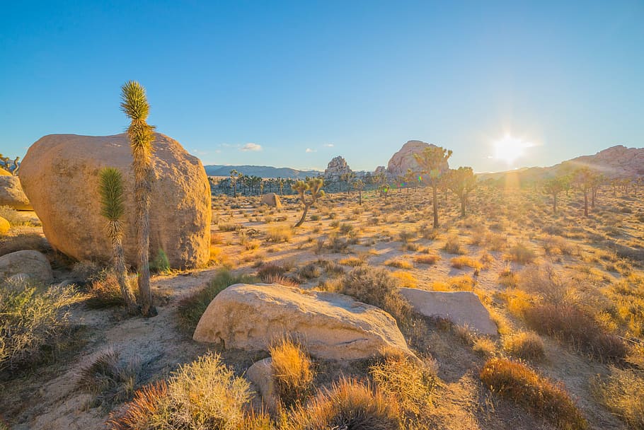 cactus on dry land near boulders under blue sky golden hour photography, rocks near cactus on desert at daytime HD wallpaper
