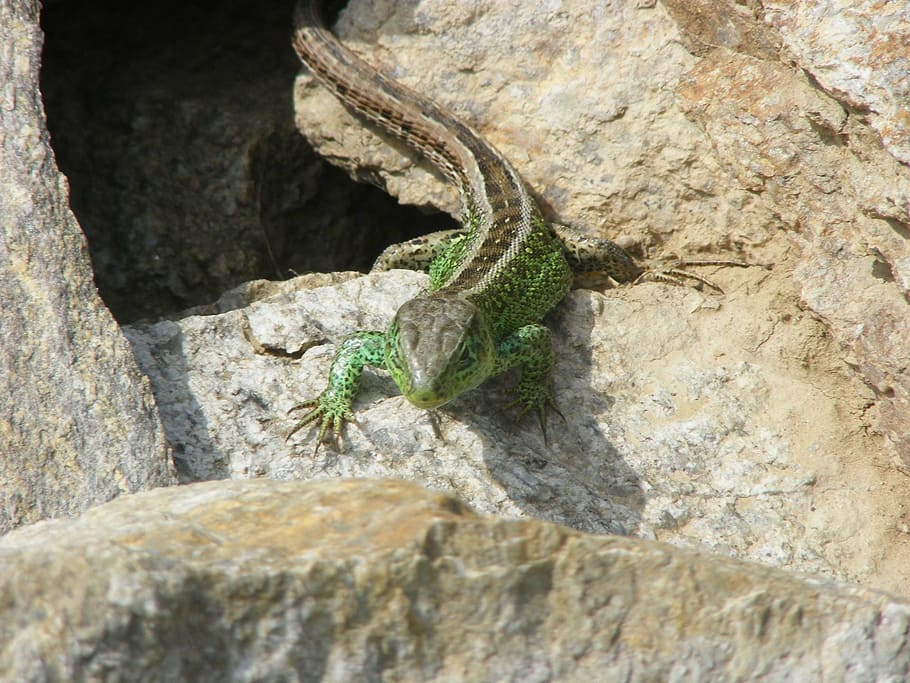 lizard, animals, nature, sand lizard, green, reptile, cold blooded animals HD wallpaper