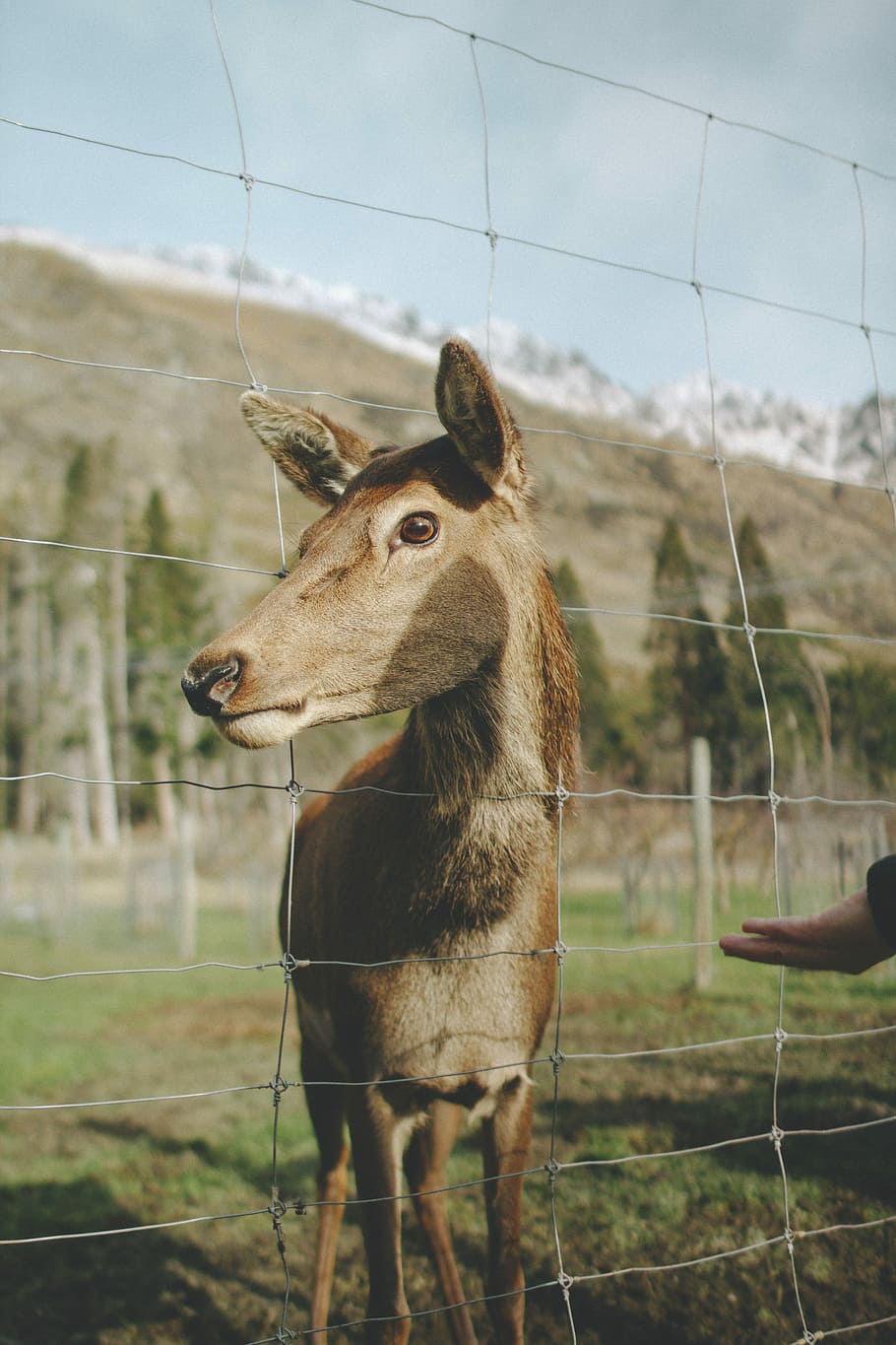 brown animal, animal sticking out his head outside the fence HD wallpaper