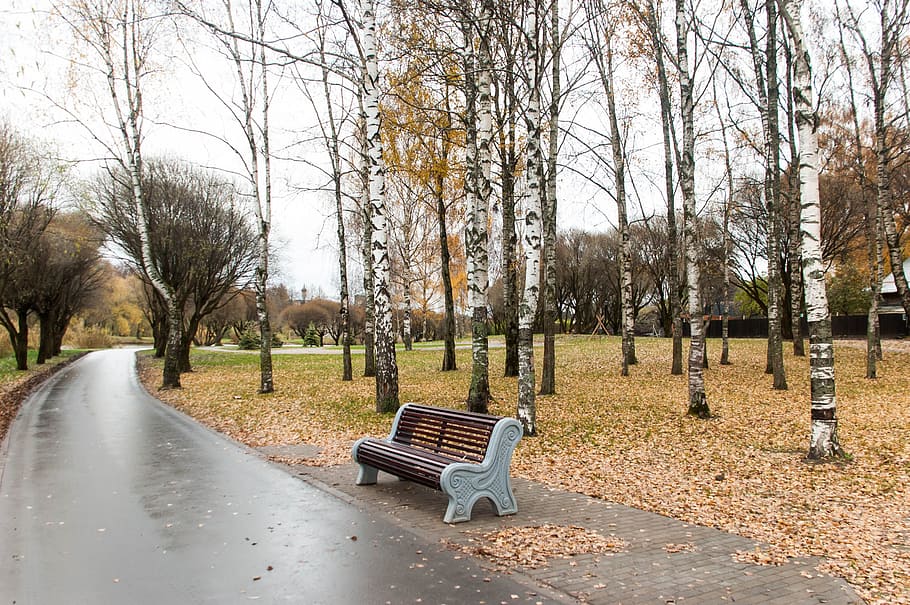 bench beside sidewalk in park, autumn, asphalt, trees, birch, HD wallpaper