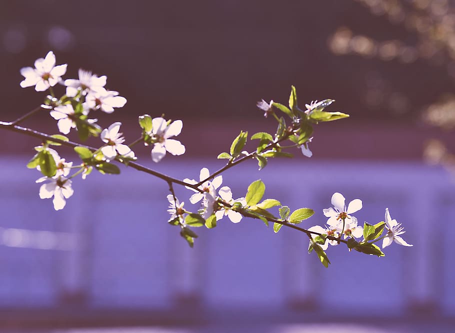 spring, flower, tree, nature, flowering plant, beauty in nature HD wallpaper