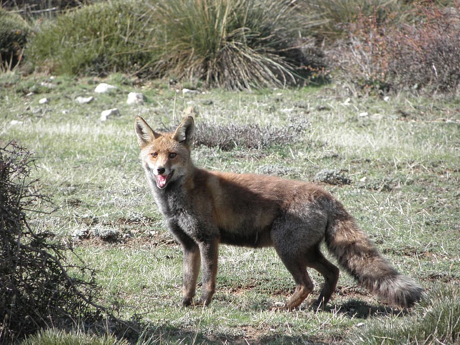 Nature, Animals, Fox, one animal, animals in the wild, animal wildlife HD wallpaper
