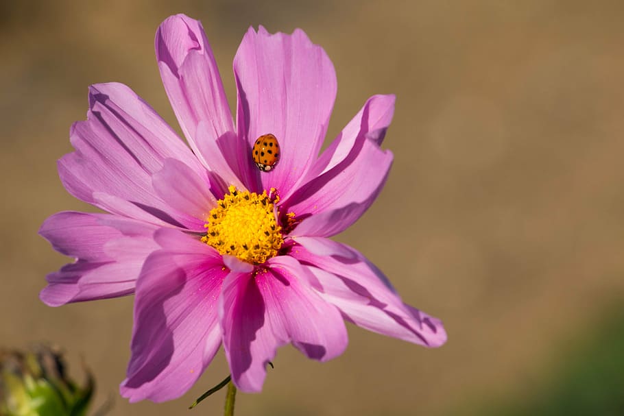 flower, pink, ladybug, insect, purple, close, pink flower, plant HD wallpaper