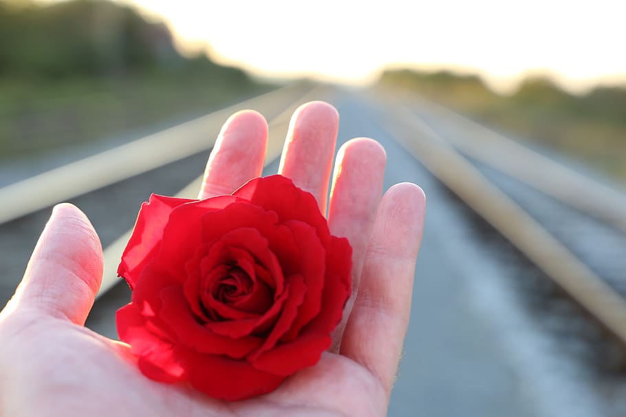stop youth suicide, red rose in hand, railway, with love, sun rays, HD wallpaper