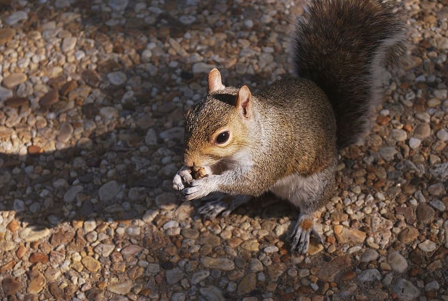 squirrel, animal, tail, gray, rodent, fur, animal wildlife HD wallpaper