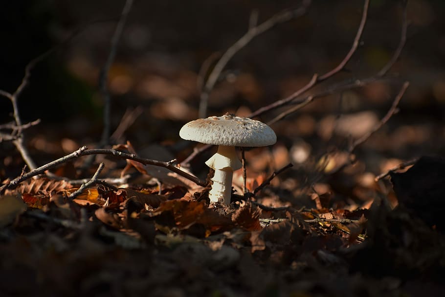 white mushroom beside dried leaves during daytime, white fungus HD wallpaper