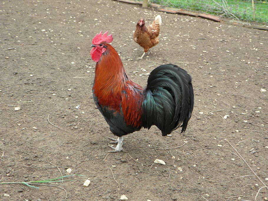hahn, pride, bird, farm, feather, poultry, animal themes, chicken - bird HD wallpaper