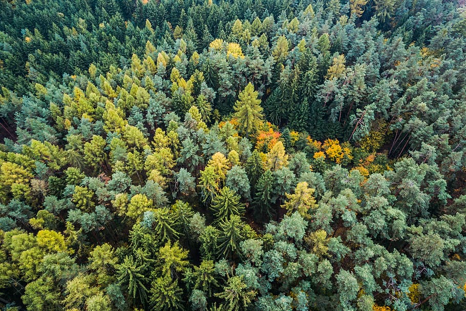 Autumn Forest From Above, aerial, fall, green, nature, pattern, HD wallpaper