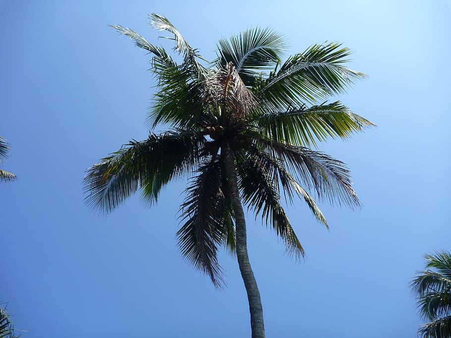 palm tree, blue, sky, leaves, paradise, tropical, island, holiday HD wallpaper