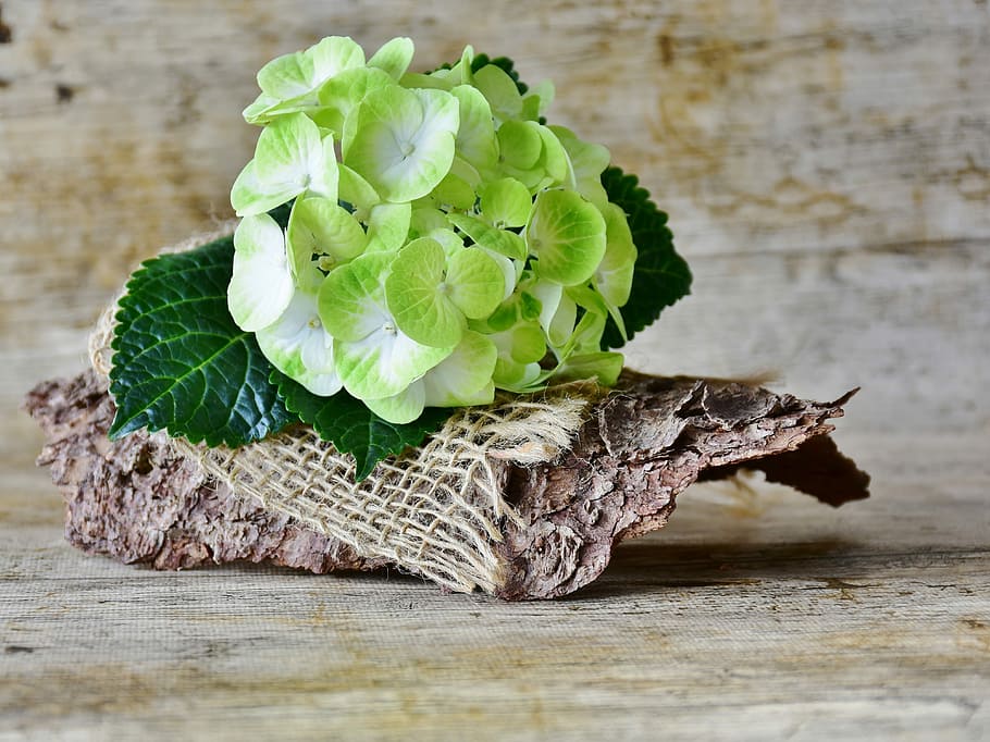 green leafed plant, hydrangeas, flowers, yellow, garden, inflorescence HD wallpaper