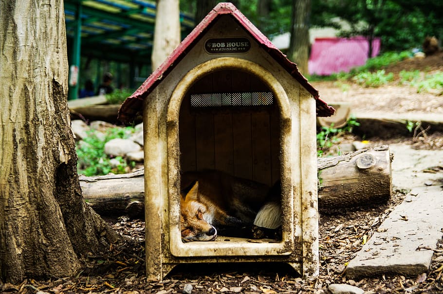 Animal, Fox, Sleep, Cute, sleeping, sleep deprivation, no people HD wallpaper