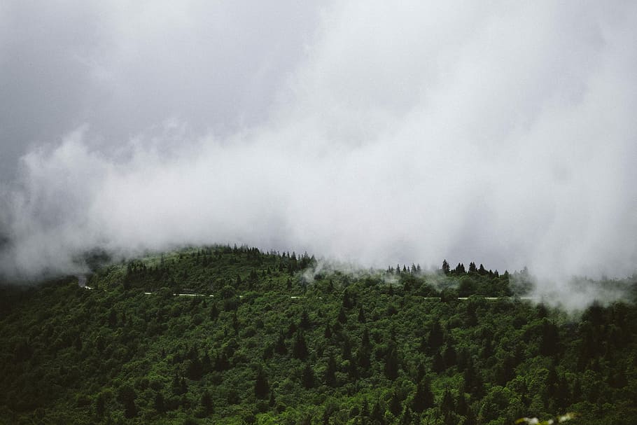 aerial photo of green trees and white clouds, green foliage forest with clouds HD wallpaper