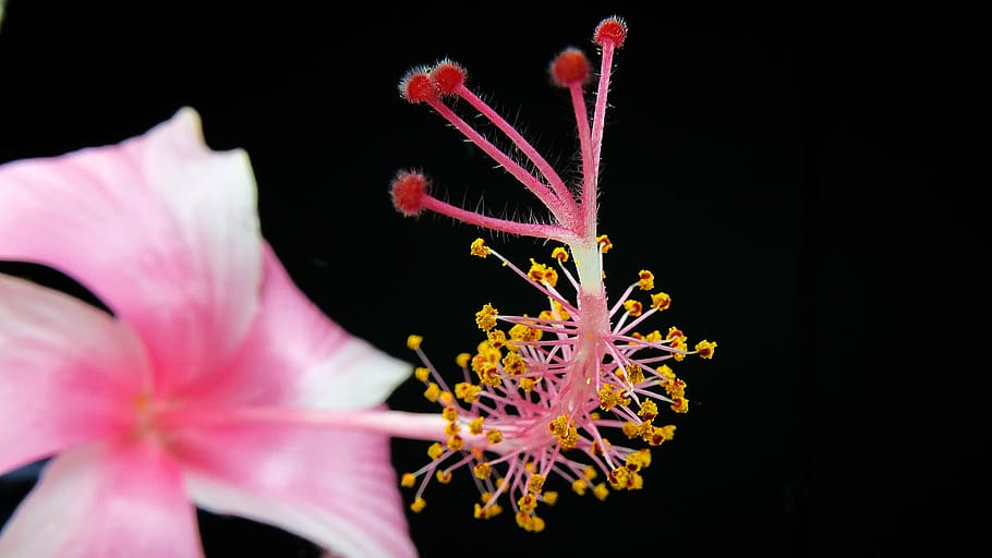shallow focus photography of pink flower, blossom, bloom, macro HD wallpaper