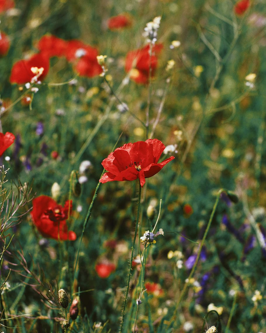 closeup photo of red petaled flowers, close-up photo of red poppy flower HD wallpaper