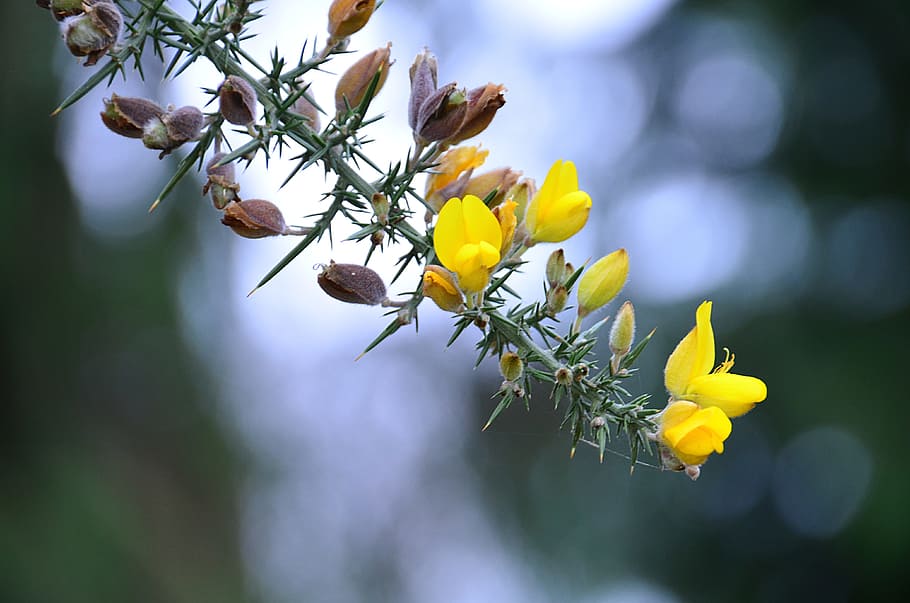 Broom, Flowers, Yellow, Spring, Flora, plants, vegetation, nature HD wallpaper