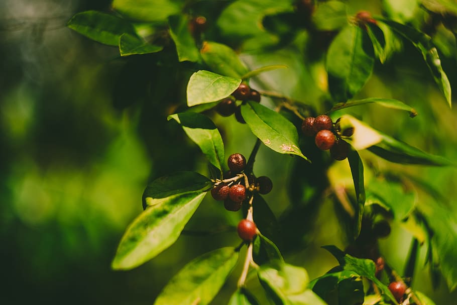 tree, leaves, berries, green, red, branch, plant, nature, leaf HD wallpaper