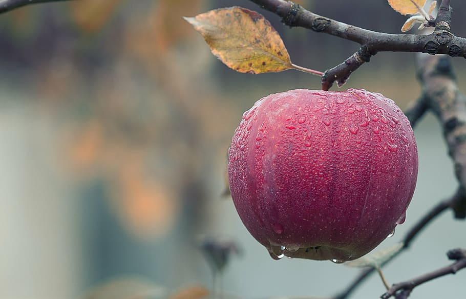 HD wallpaper: closeup photo of red apple fruit, fall, juicy, food, autumn,  fresh | Wallpaper Flare