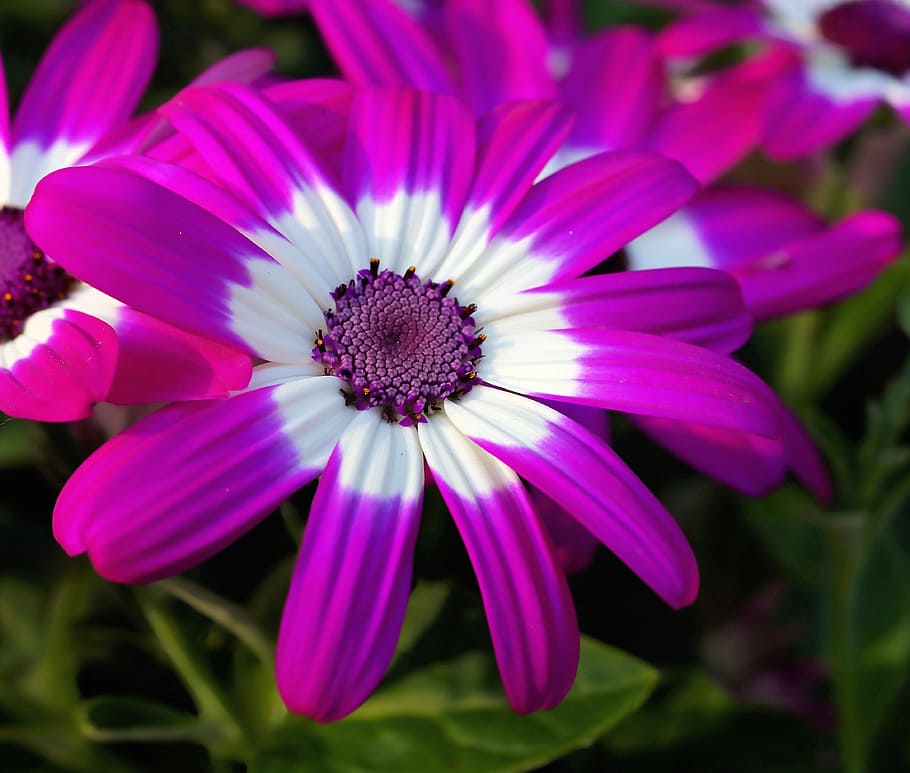 flower, blossom, bloom, purple, close, color, colorful, intensive HD wallpaper