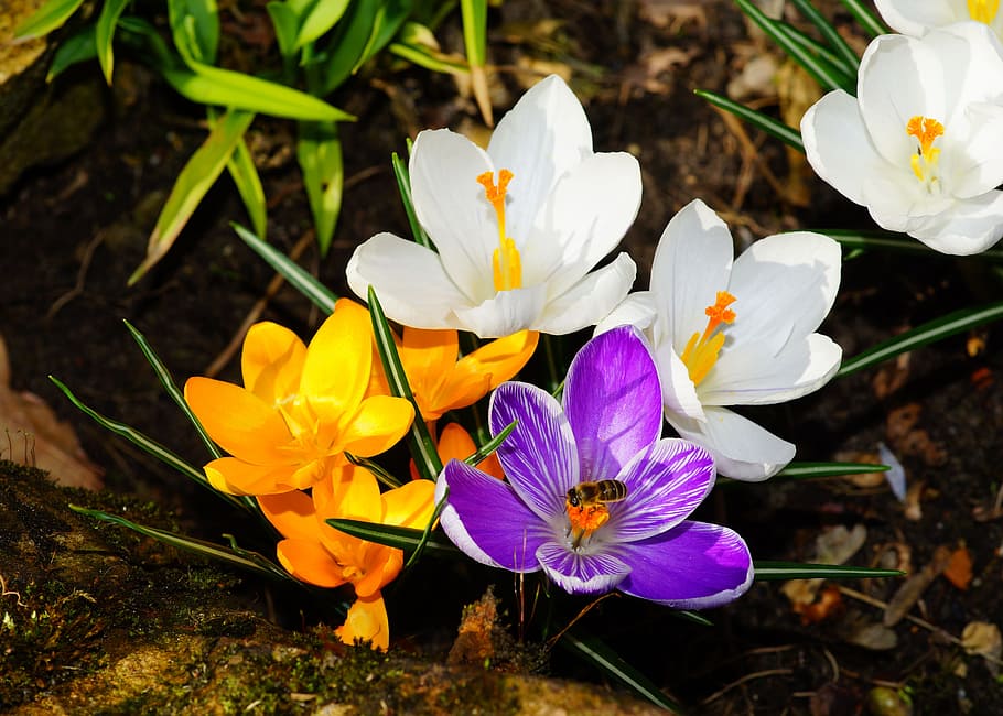 white, purple, and yellow petaled flowers, crocus, spring, spring flowers HD wallpaper