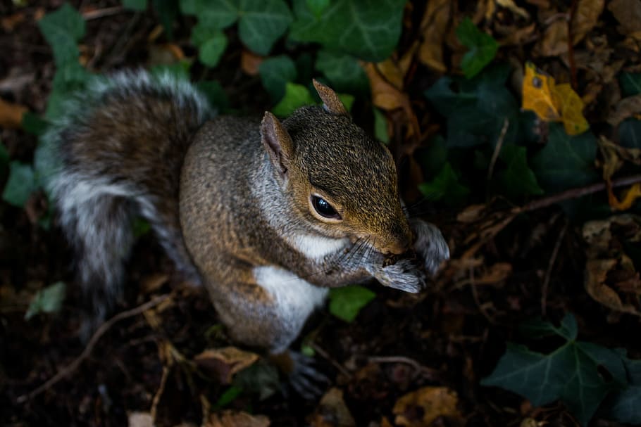squirrel on ground eating food, squirrel on leaves, nut, animal HD wallpaper