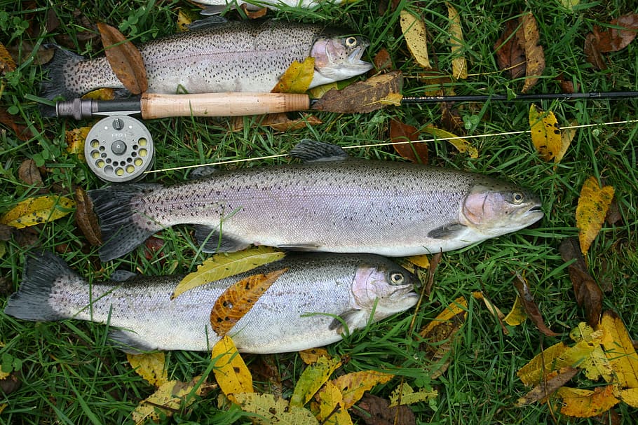 fly, fishing, catch, animal, vertebrate, high angle view, food HD wallpaper