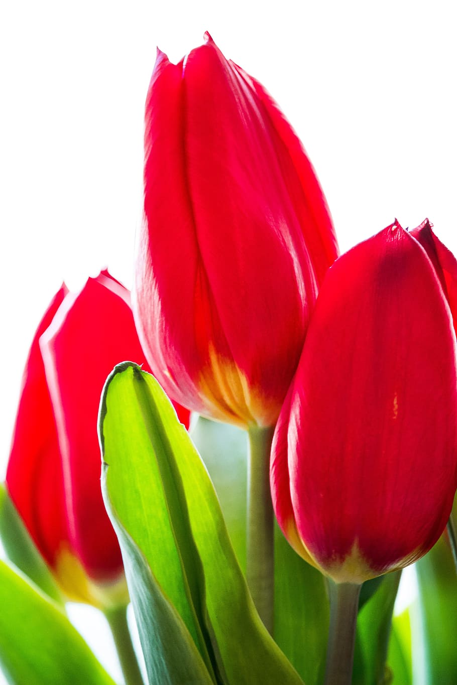 Tulip, Flower, Spring, red, schnittblume, close, nature, vibrant color HD wallpaper