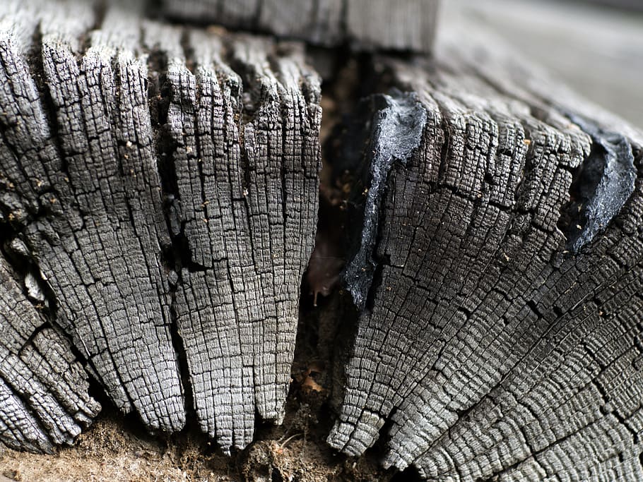 tree, wood, textures, textured, wood - material, log, close-up HD wallpaper