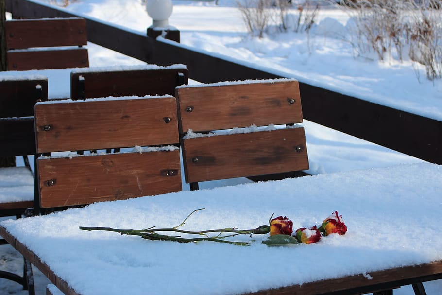 snow, winter, coldly, roses, cold temperature, nature, wood - material HD wallpaper