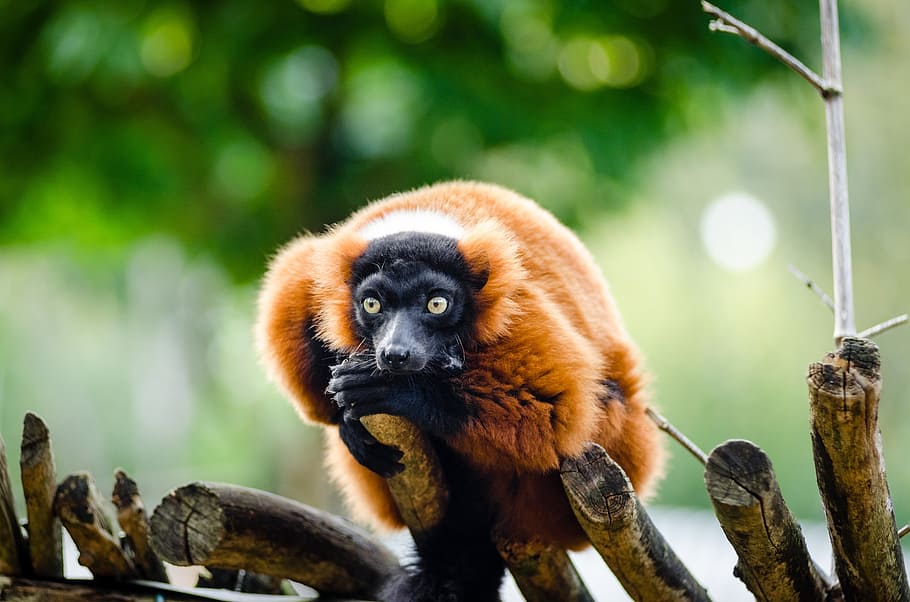 HD wallpaper: brown monkey on tree branch, red ruffed lemur, wildlife,  madagascar | Wallpaper Flare