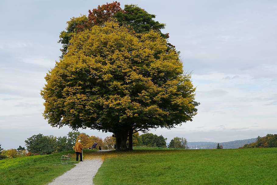 person walking near tree during daytime, meadow, tribe, landscape HD wallpaper