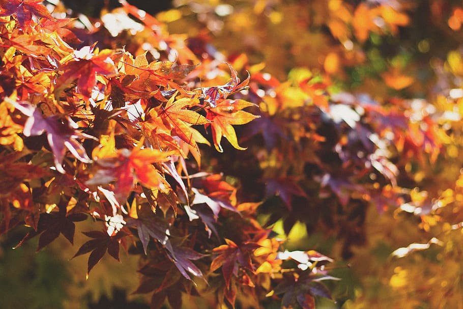 depth of field photography of yellow tree, orange, purple, maple HD wallpaper