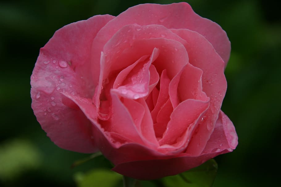 rose, love, happy, open, pink, flower, nature, romance, romantic HD wallpaper