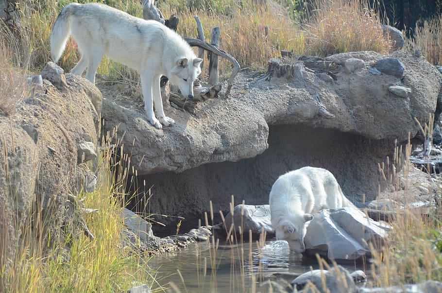 white wolf on river, wolves, white wolves, animals, wyoming HD wallpaper