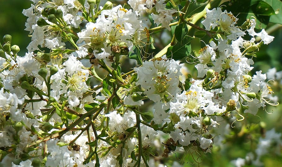 crepe myrtle blossoms, flower, bloom, plant, summer, shrub, HD wallpaper