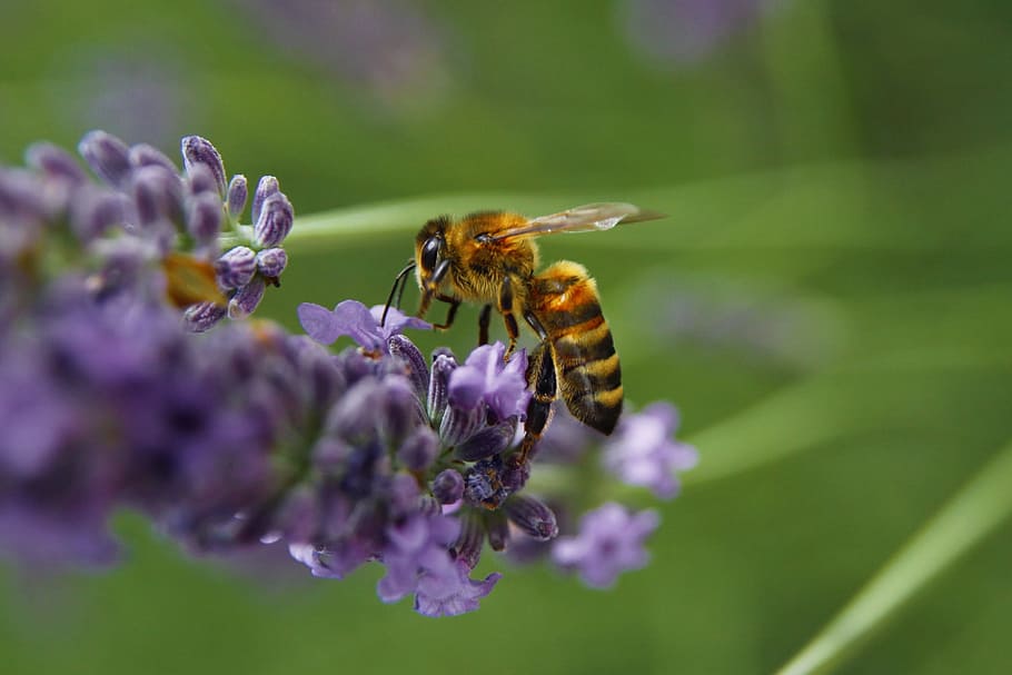 Bee, Pollination, Pollen, Insect, Macro, yellow, biology, nature HD wallpaper