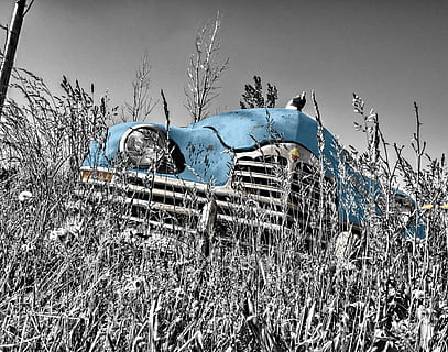 selective color photography of classic blue car, oldtimer, vintage HD wallpaper